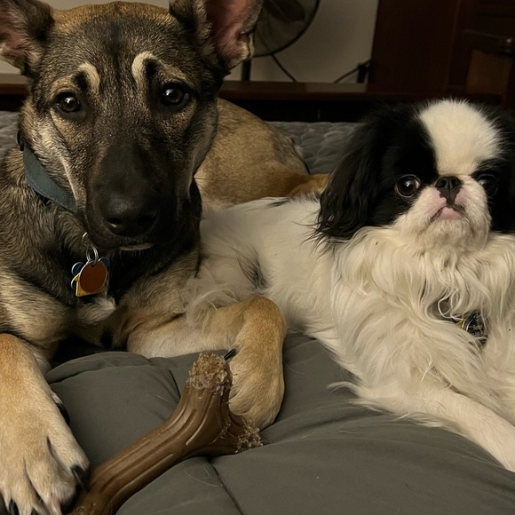 Meet your Posher, Kami - Picture 1 of 2